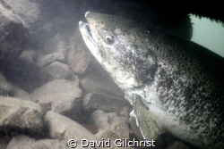 Was able to photograph this Salmonid sp. in a local Marina. by David Gilchrist 